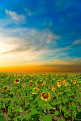 Similar image 1453300