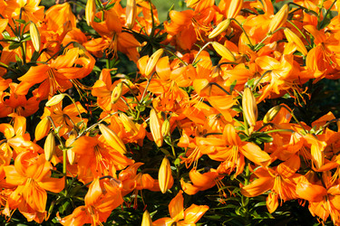 Similar image 1453358