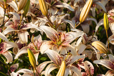 Similar image 1453359