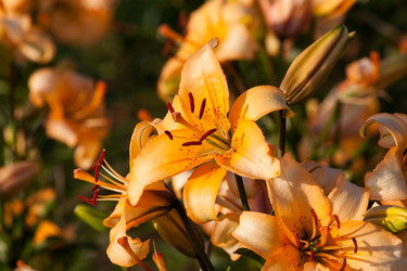 Similar image 1453361