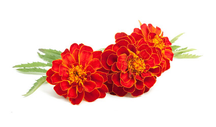 Similar image 1453830