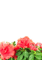 Similar image 1453898