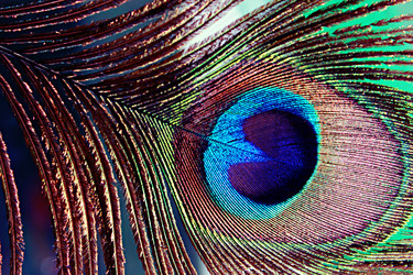 Similar image 1454352