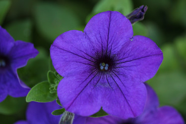 Similar image 1454484