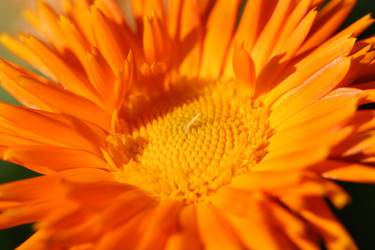 Similar image 1454486