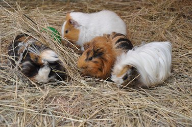 Similar image 1454542