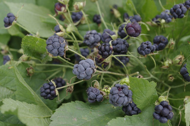 Similar image 1455295