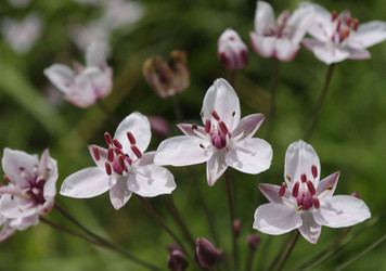 Similar image 1455323