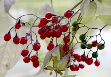 Similar image 1455324