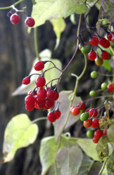 Similar image 1455325