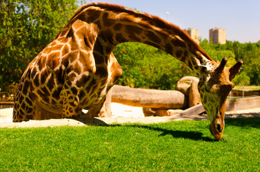 Similar image 1455486