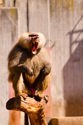 Similar image 1455505