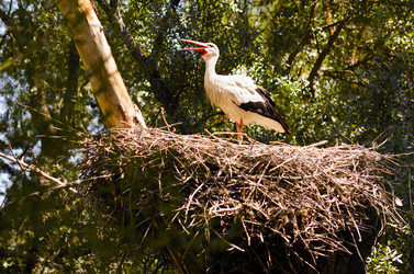 Similar image 1455528