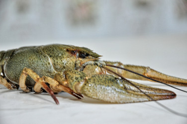 Similar image 1455738