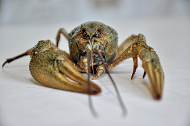 Similar image 1455739