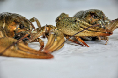 Similar image 1455740