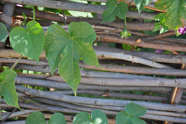 Similar image 1455767