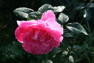 Similar image 1455824