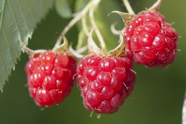 Similar image 1455985