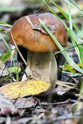 Similar image 1456416