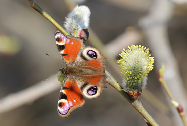 Similar image 1456480