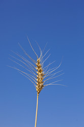 Similar image 1456487