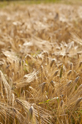 Similar image 1456496