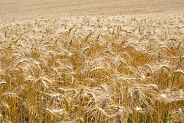 Similar image 1456498