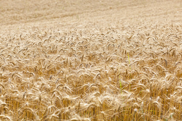 Similar image 1456500