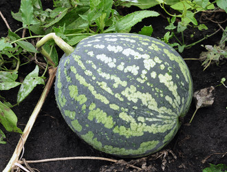 Similar image 1456679