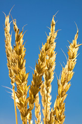 Similar image 1456910