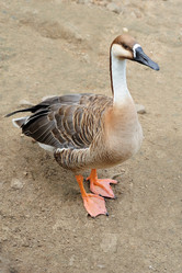 Similar image 1457664