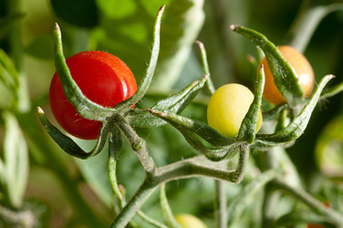 Similar image 1460003