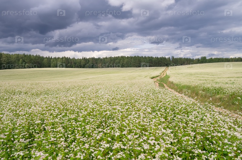 Поле гречихи фото