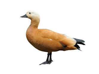 Similar image 1460086