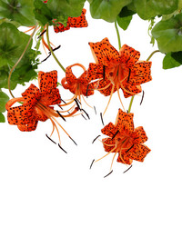 Similar image 1460279