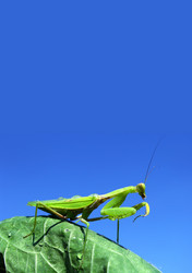 Similar image 1461109