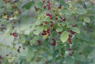 Similar image 1461716