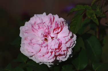 Similar image 1461720