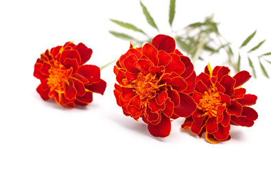 Similar image 1462525