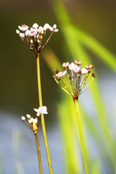 Similar image 1462610