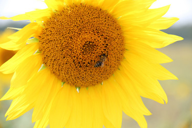 Similar image 1462687