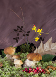 Similar image 1462706