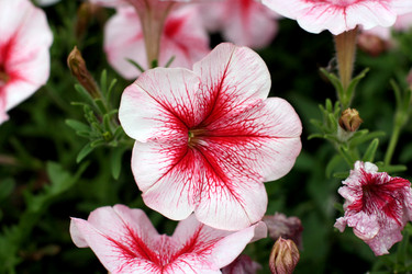 Similar image 1462721