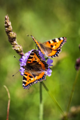 Similar image 1462927