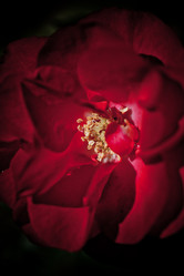 Similar image 1462929