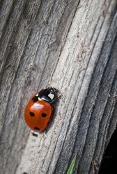 Similar image 1462931