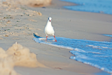 Similar image 1463220