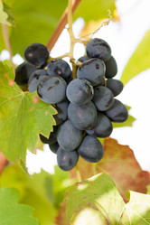 Similar image 1463222