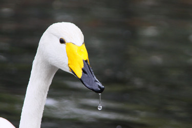 Similar image 1463250